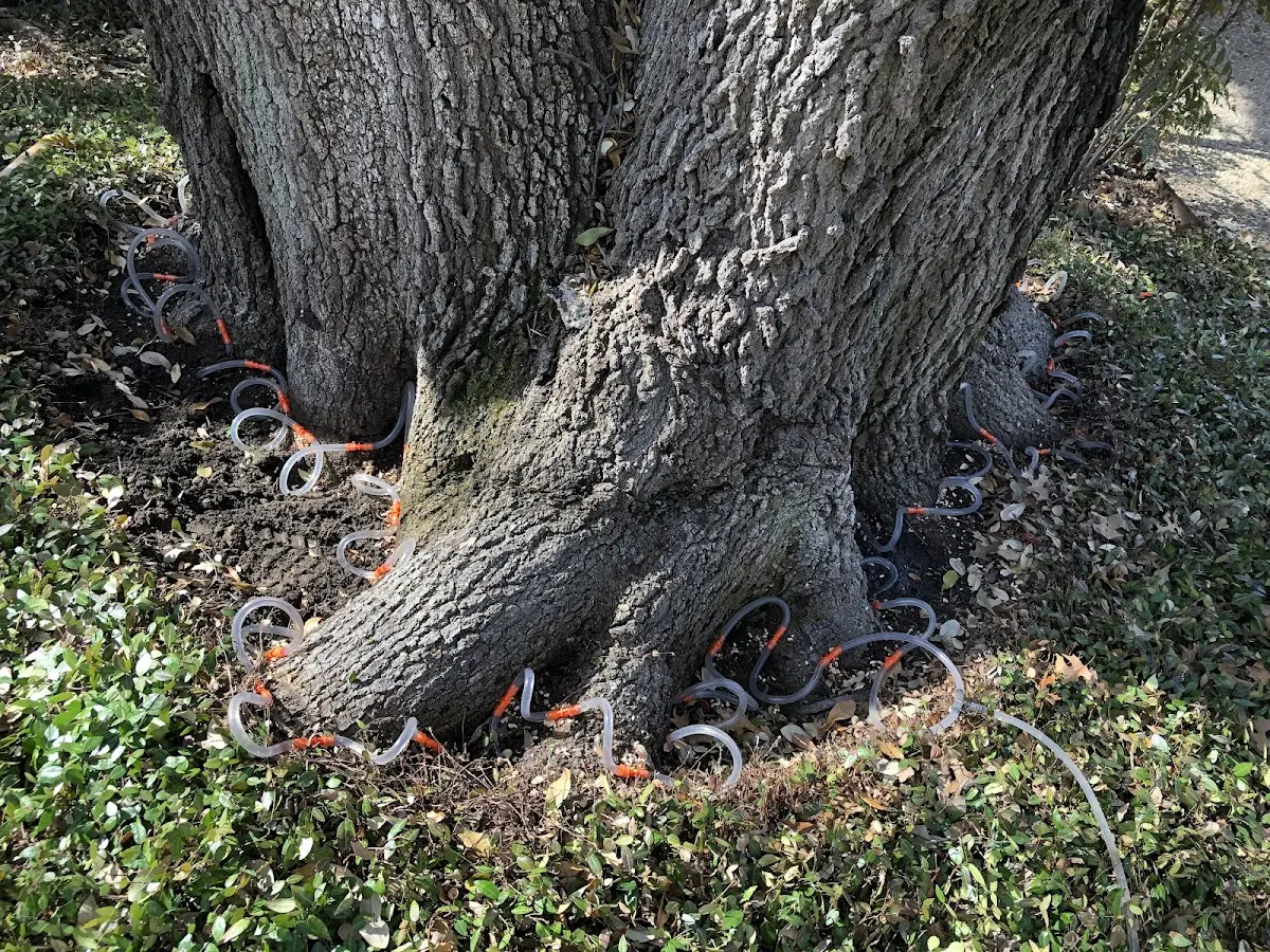 Detailed Tree Cabling and Bracing job site in Ponder
