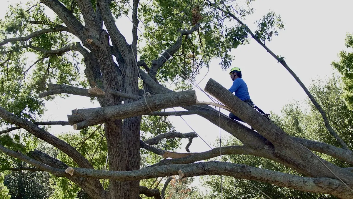 Professional Hazardous Tree Removal performed by certified arborists in Ponder